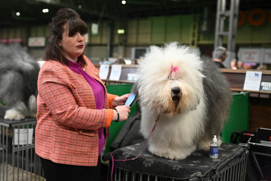 BRITAIN-LIFESTYLE-ANIMAL-DOGS-CRUFTS