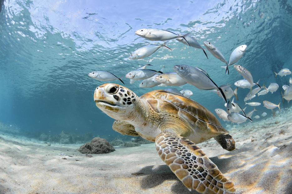 'Beijing Claims 'Invisible Secret War' as Sensor-Equipped Turtles and Fish Spy on Its Waters'