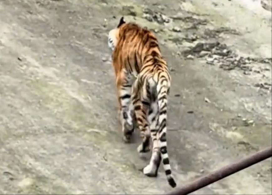 'Heart-Wrenching Scene: Emaciated Tiger Struggles to Climb Slope at Zoo, Sparking Outrage Over Its Living Conditions'