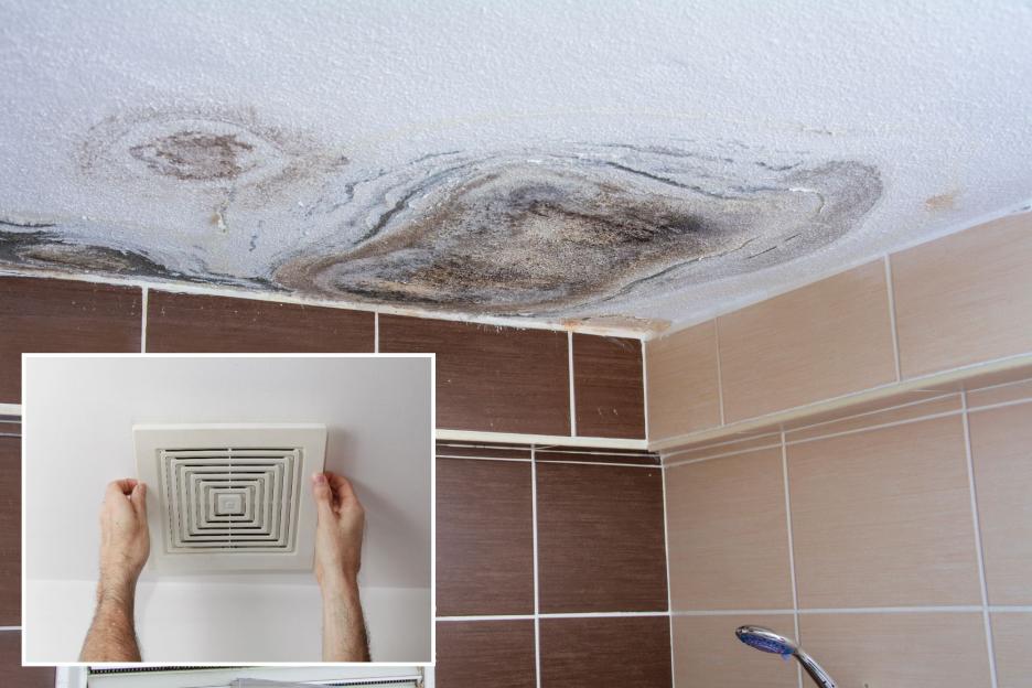 Homeowners Embrace the '30-Minute' Rule to Prevent Bathroom Mold Growth