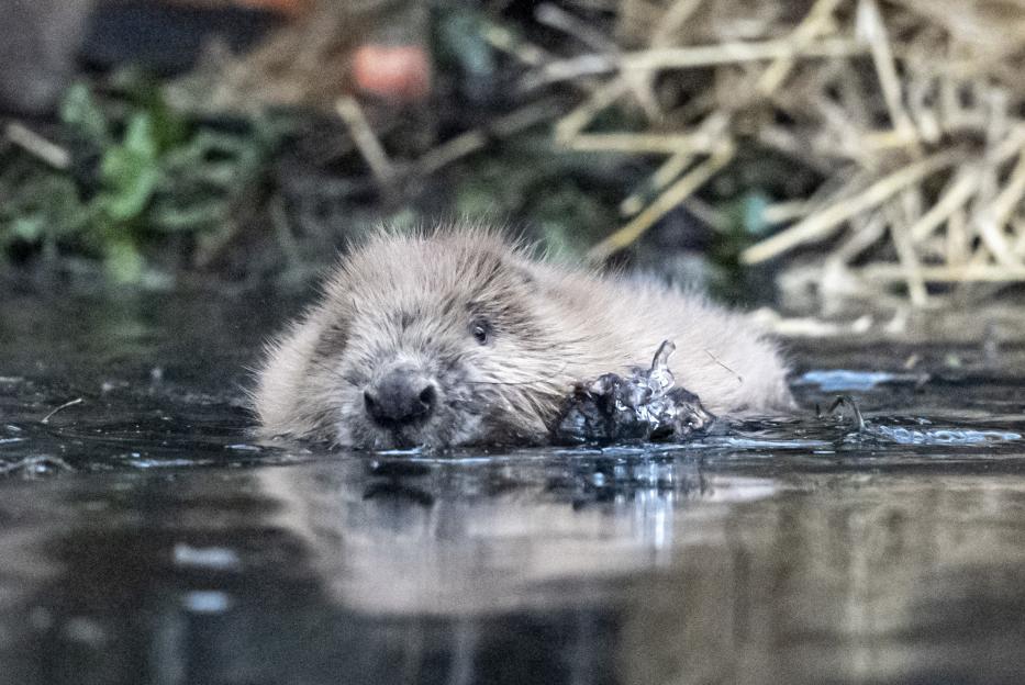Beavers at Holnicote Estate