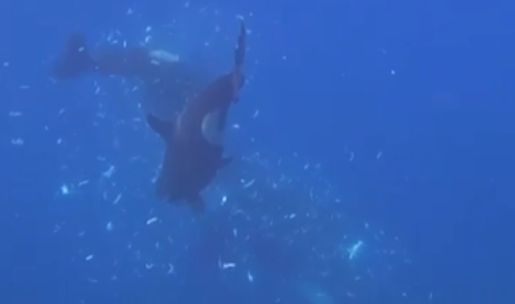 Two whales swim through a cloud of debris in blue water.