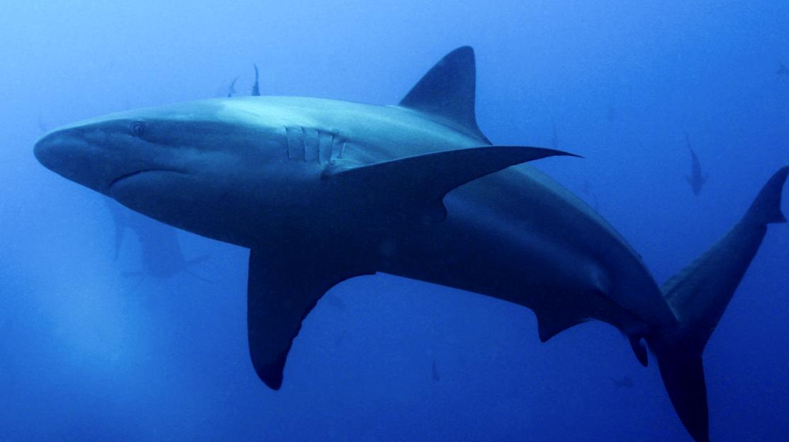Shark Attack: 30-Year-Old Tourist Faces Amputation After Snorkeling Incident While Husband Watches