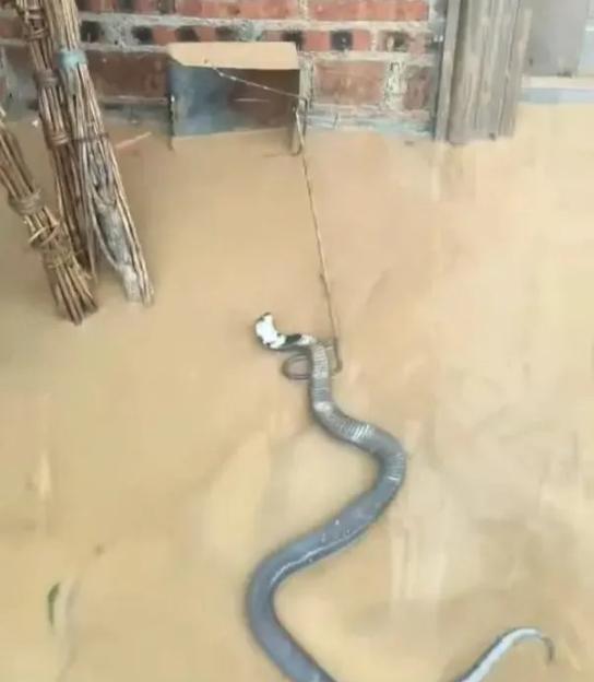 VIDEO: Locals collect thousands of VENOMOUS snakes after they escaped during storm