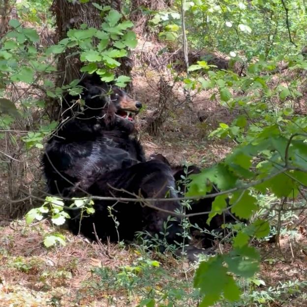 Zoo Faces Backlash as Guests Spot Disturbing Detail About Bear in Enclosure – Can You See It?