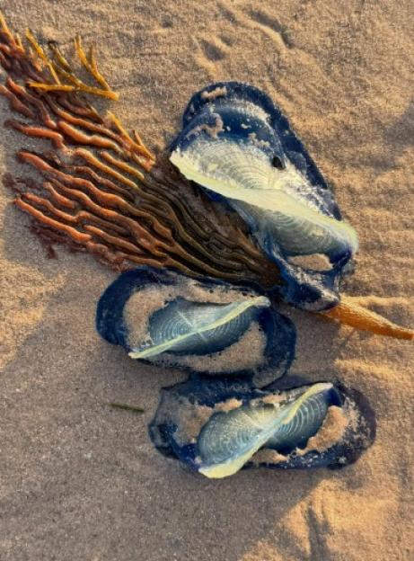 By-the-wind Sailor (Velella velella) on a sandy beach.