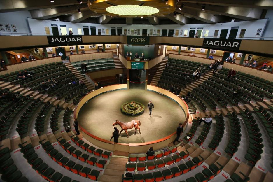 A horse in an auction ring at Goffs in Kildare, Ireland.