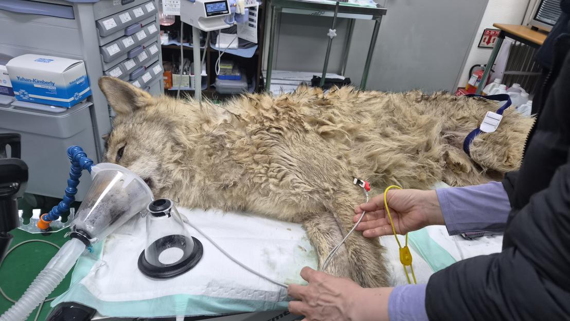 Wolf captured after escaping from amusement park in South korea