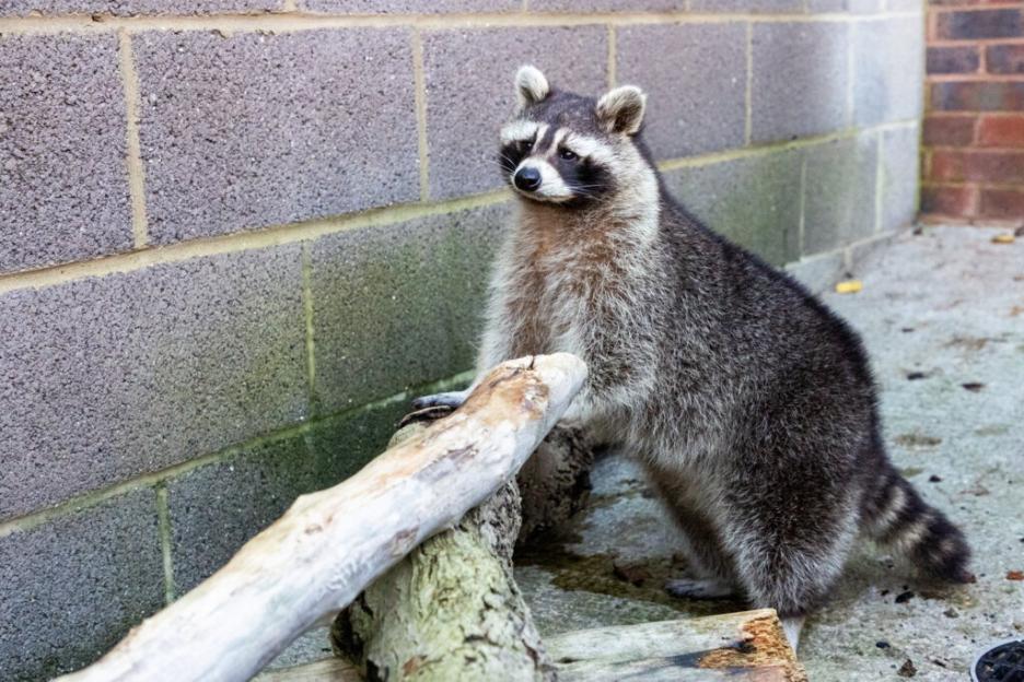 Overweight raccoon rescued after being spotted roaming freely in woman's garden