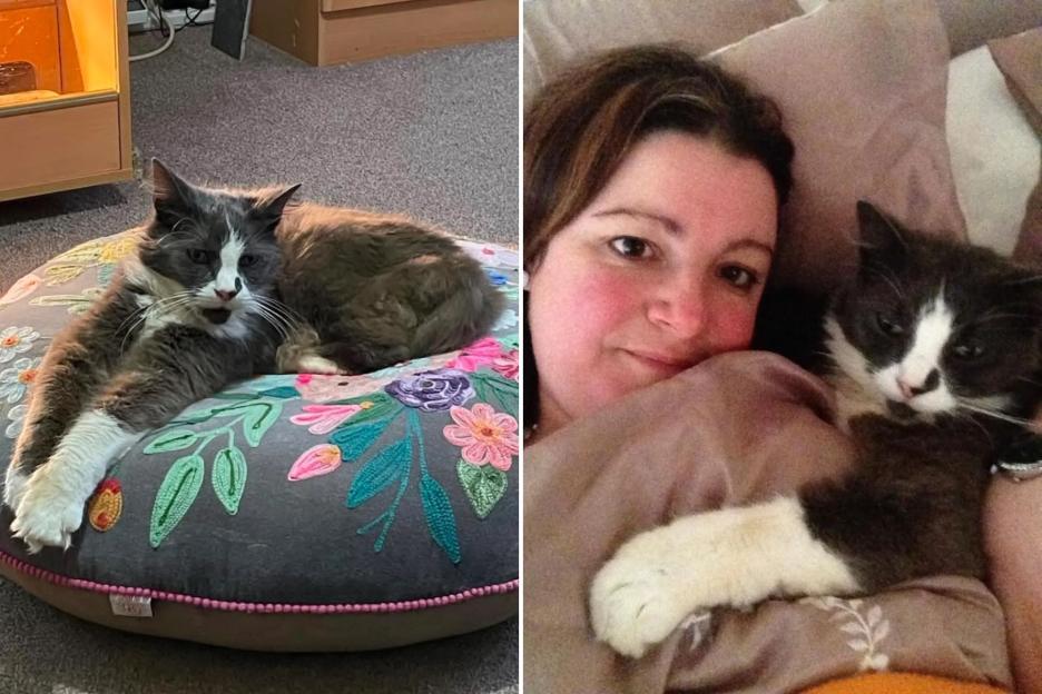 'Chilling Discovery on My Doorstep: Evidence of a Cat Killer on the Prowl and My Fears of a Repeat Offender'
