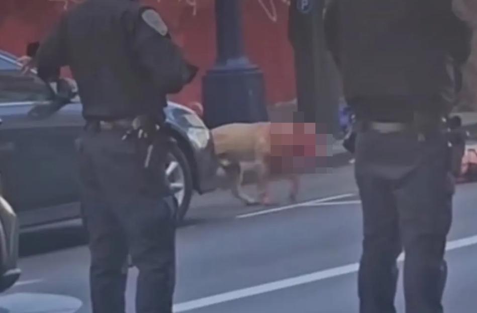 Pit Bull Found Covered in Blood After Brutal Attack on Woman in California, Victim Rushed to Hospital