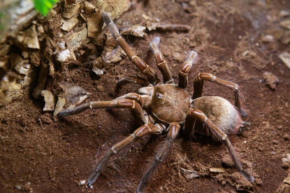 INDONESIA-ANIMAL-TARANTULA