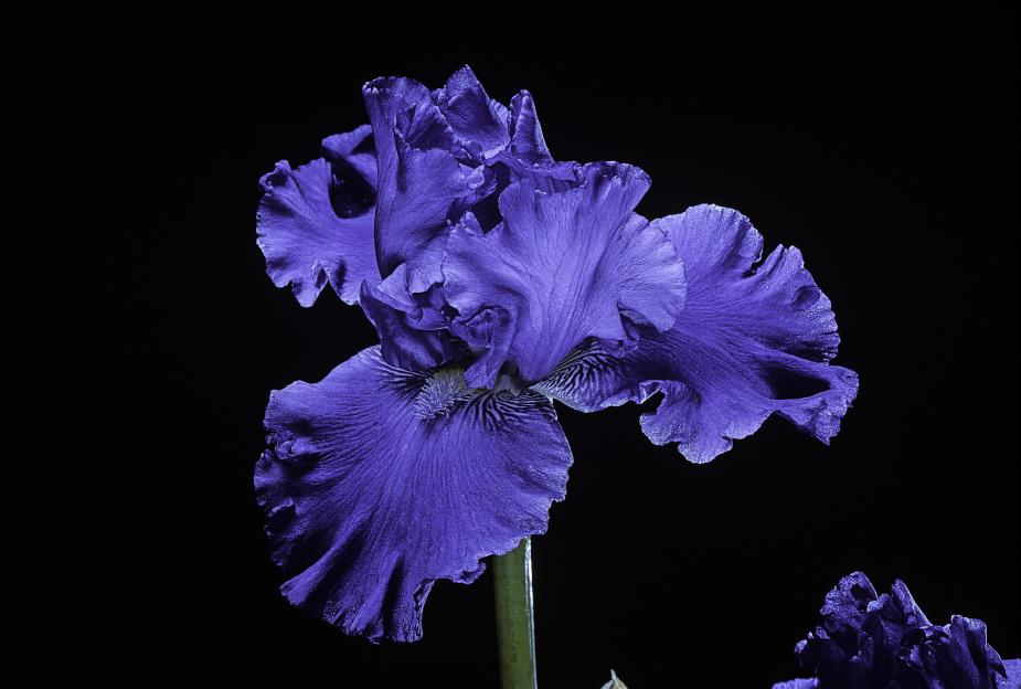 Iris 'Blenheim Royal' against a black background.