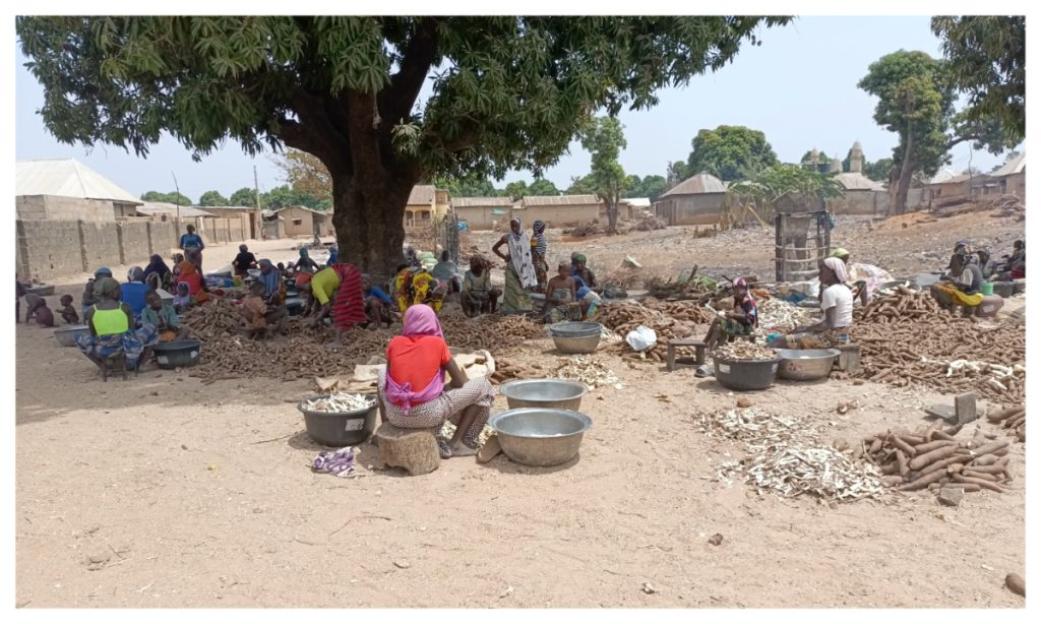 Unveiling the Hidden Efforts: Women’s Tireless Work Behind Nigeria’s Garri Production