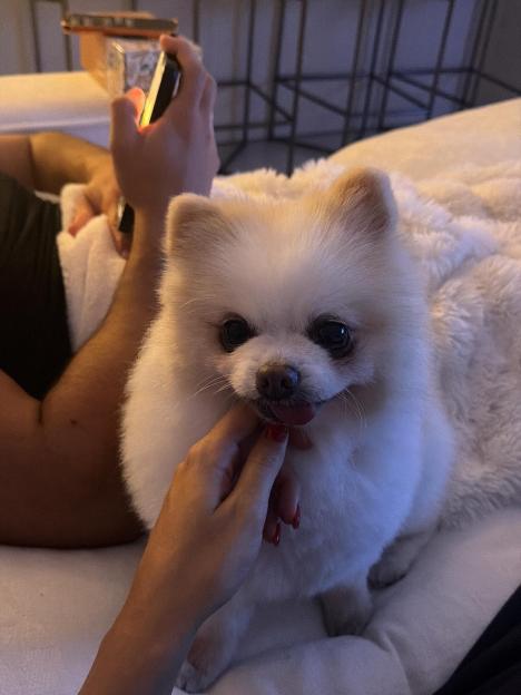 NINTCHDBPICT001036074528