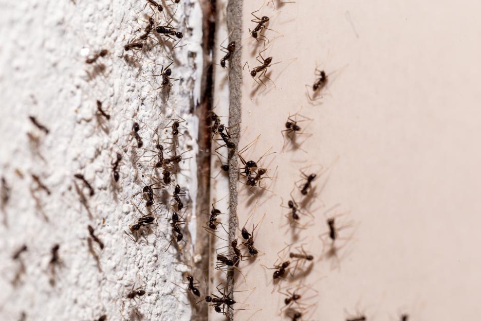 Beat the Heat: Effective Ways to Banish Ants from Your Home This Summer