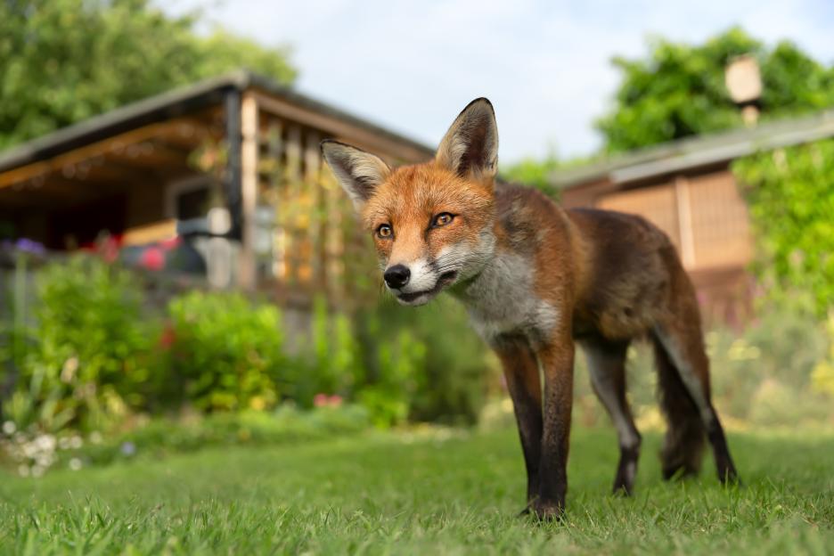A red fox stands alert in a garden.