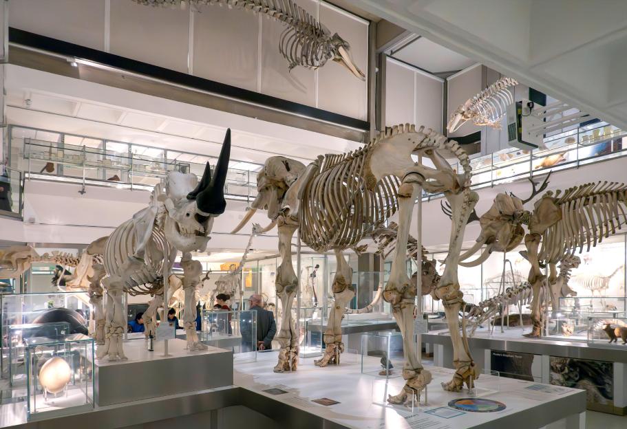 Skeletons of an elephant and a rhinoceros on display in the Museum of Zoology, Cambridge.