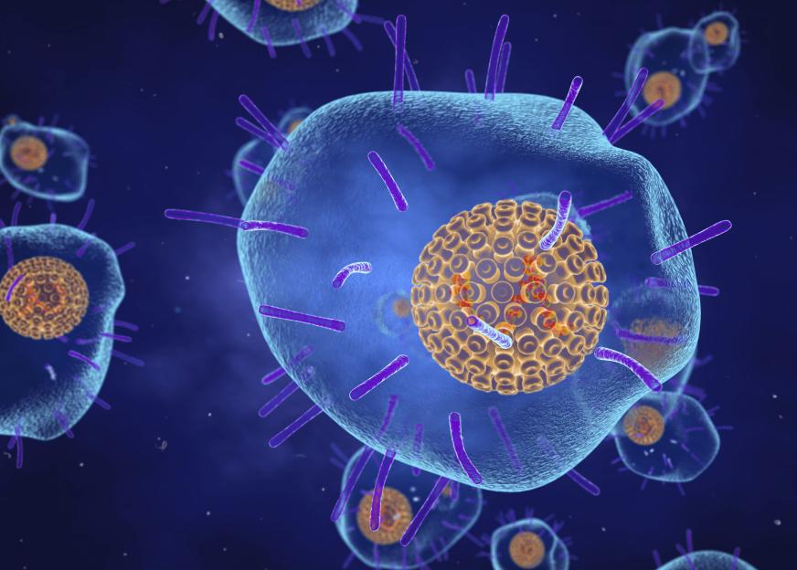 Illustration of a varicella zoster (chickenpox) virus infecting a cell.