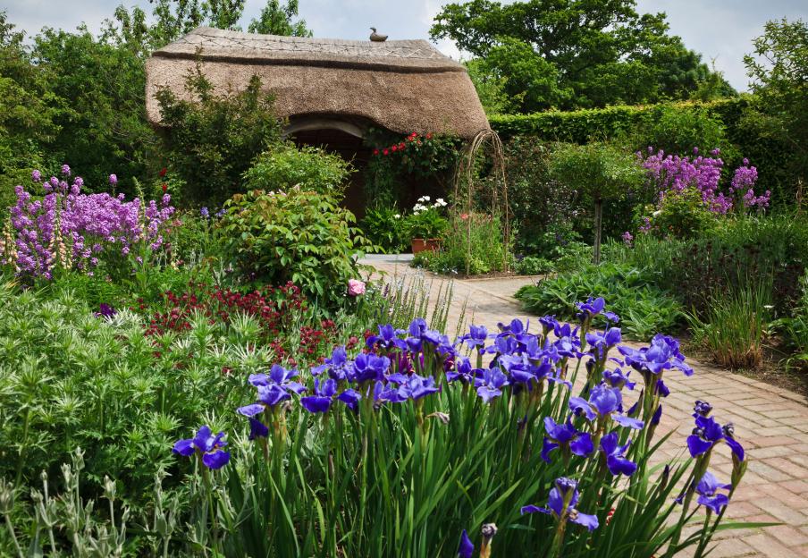 Cottage garden with blue irises and purple flowers, a brick path, and a thatched-roof building.