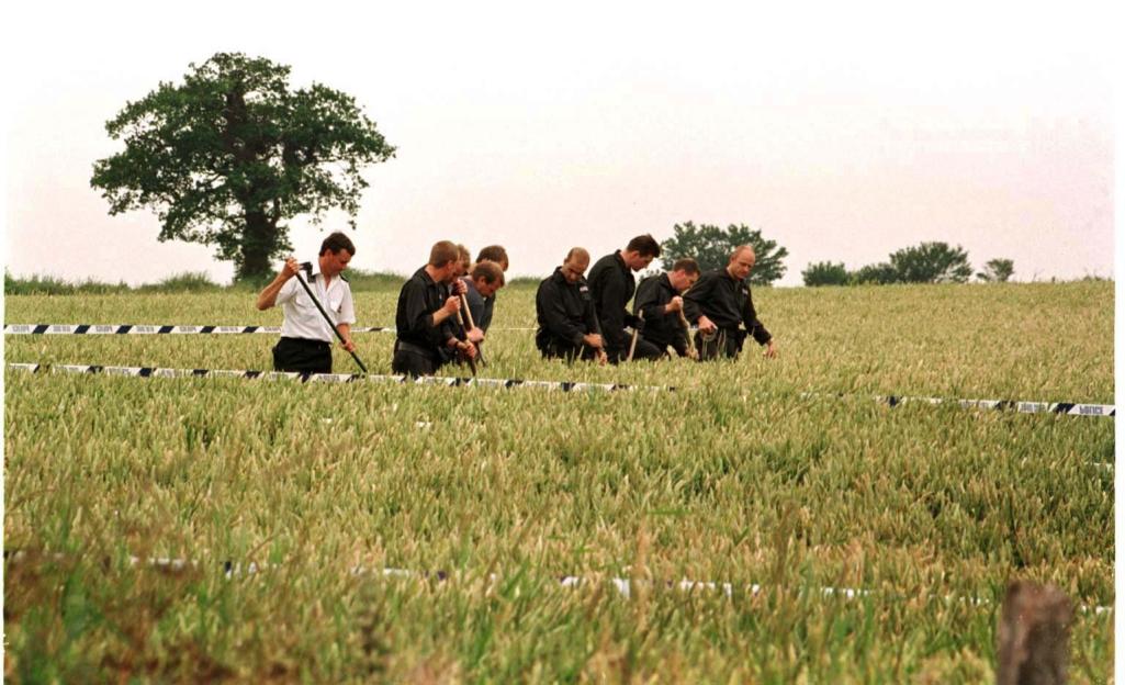 Police officers search a corn field for evidence.