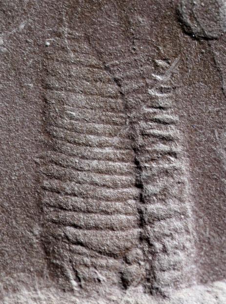 Fossilized impression of ancient reptile skin with detailed scale patterns and a possible cloacal opening, found in the Goldlauter Formation.