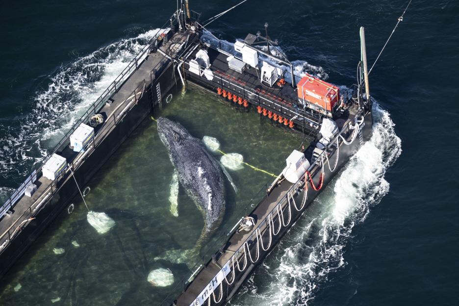 Stranded Humpback Whale Swims Onto Barge In German Rescue Attempt