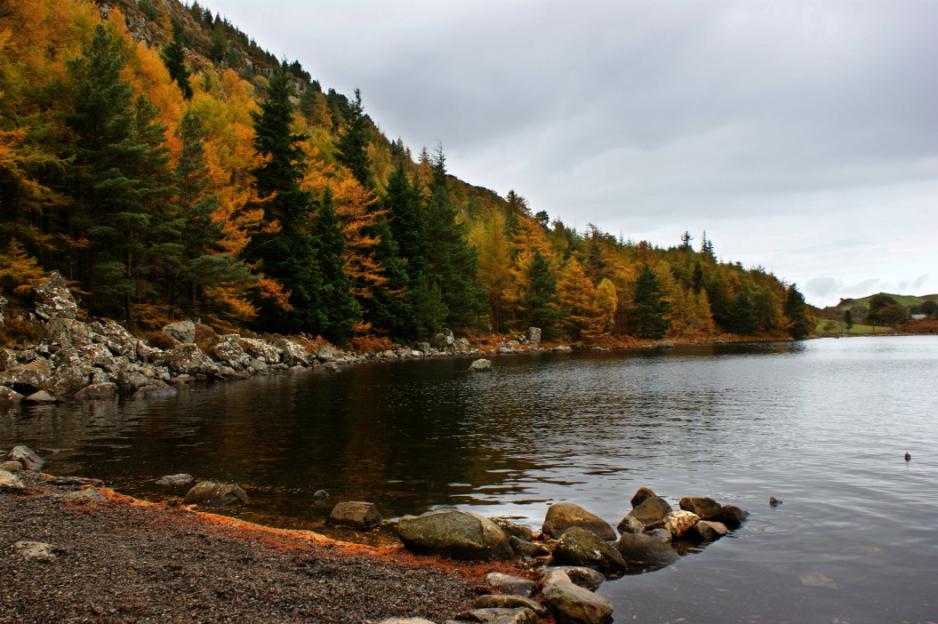 Lakeside view of an autumn forest with green and yellow trees under a cloudy sky.