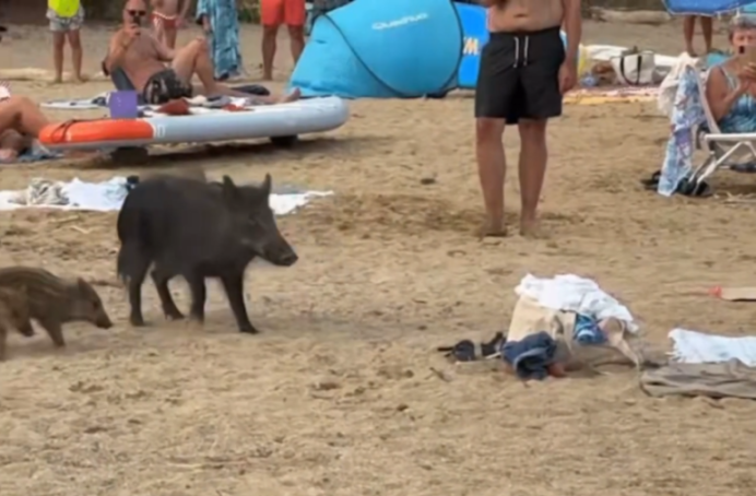 A wild boar and its piglet walking on a crowded beach with tourists and beach gear.