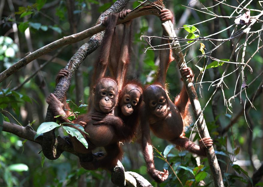 INDONESIA-CONSERVATION-ENVIRONMENT-ANIMAL-ORANGUTAN