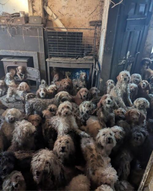 A group of over 30 neglected, dirty, and matted dogs rescued from a single house look towards the camera.