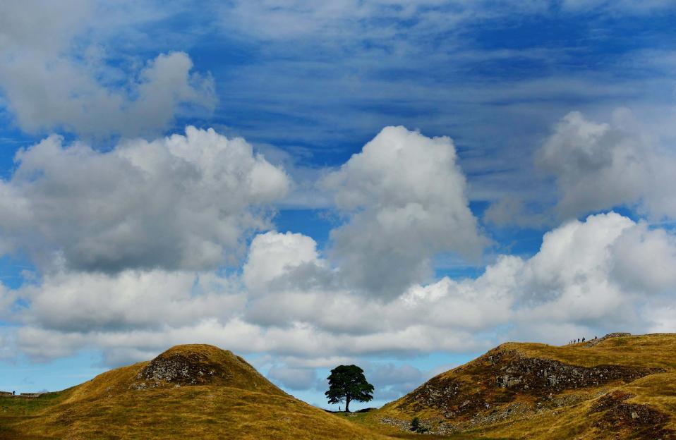 a tree on top of a hill with a cloudy sky in the background
