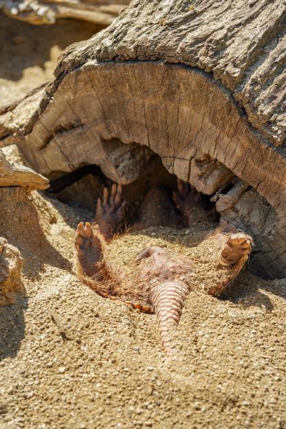An armadillo digging into sand with its back legs and tail visible, beneath a large log.