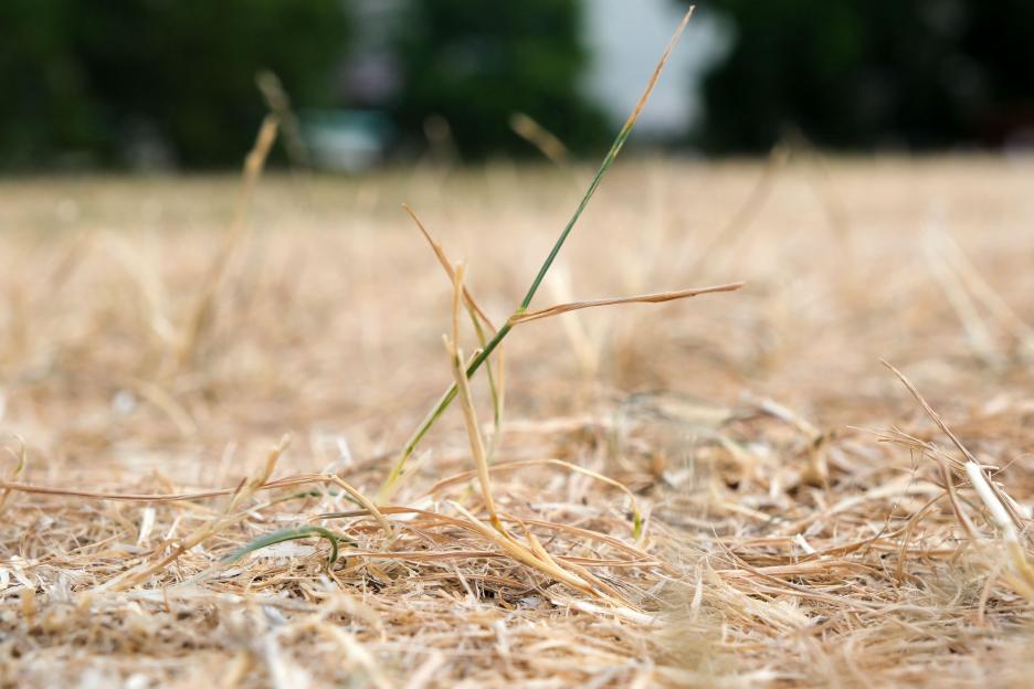 Drought Declared in These UK Areas: Discover the 8 Regions Facing Risk