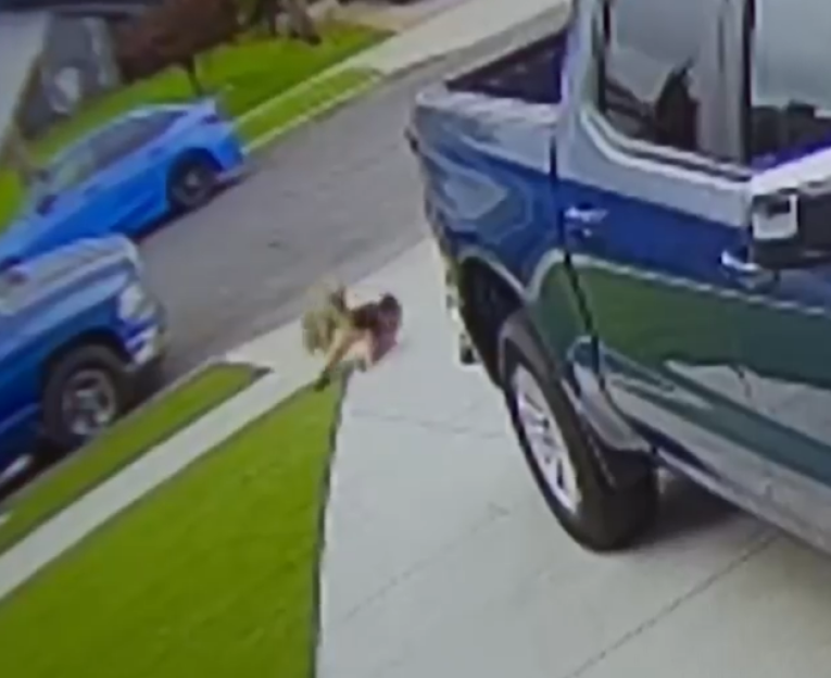 A small dog being attacked by a coyote on a sidewalk next to a parked car.