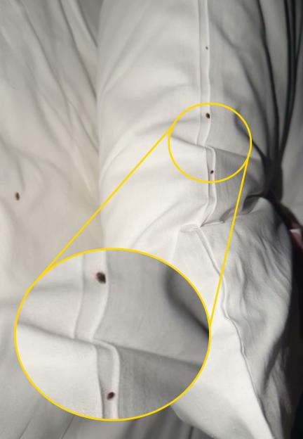 22-Year-Old Premier Inn Guest Shocked to Discover Pillows Infested with Bed Bugs as Hotel Goes into 'Lockdown'