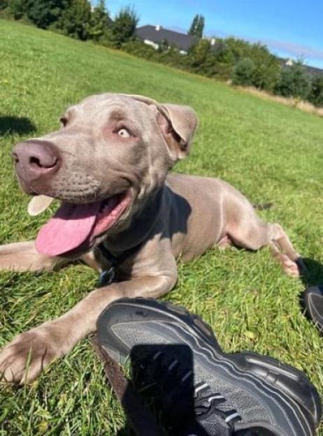 Bailey, Kevin's dog, lying on green grass with its tongue out next to a person's feet.