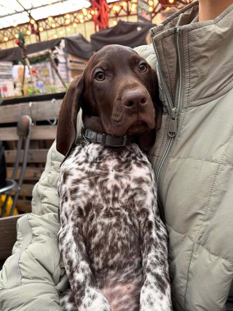 A brown and white German Shorthaired Pointer puppy being held in a person's arms.