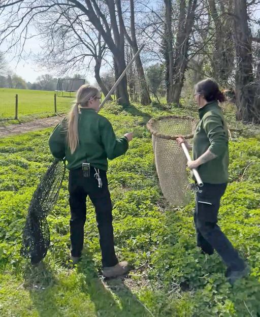 Two Marwell Zoo team members search for an escaped capybara with nets.