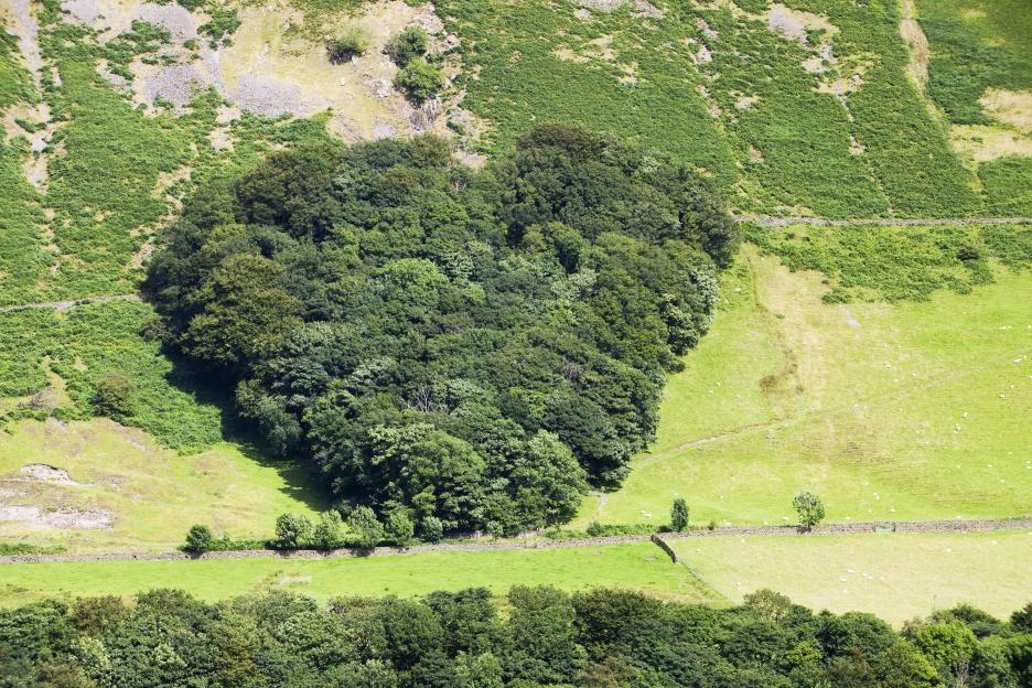 An aerial view of a heart-shaped woodland in the midst of a green, grassy landscape.