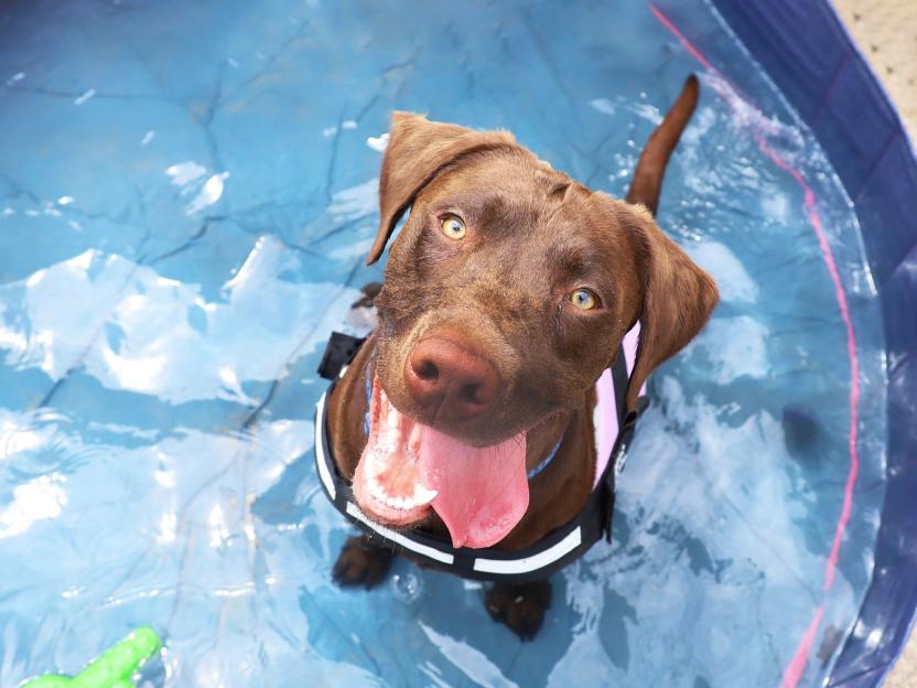 Dogs Trust Warns: These Three Breeds Are Most Vulnerable as Bank Holiday Temperatures Soar to 33°C