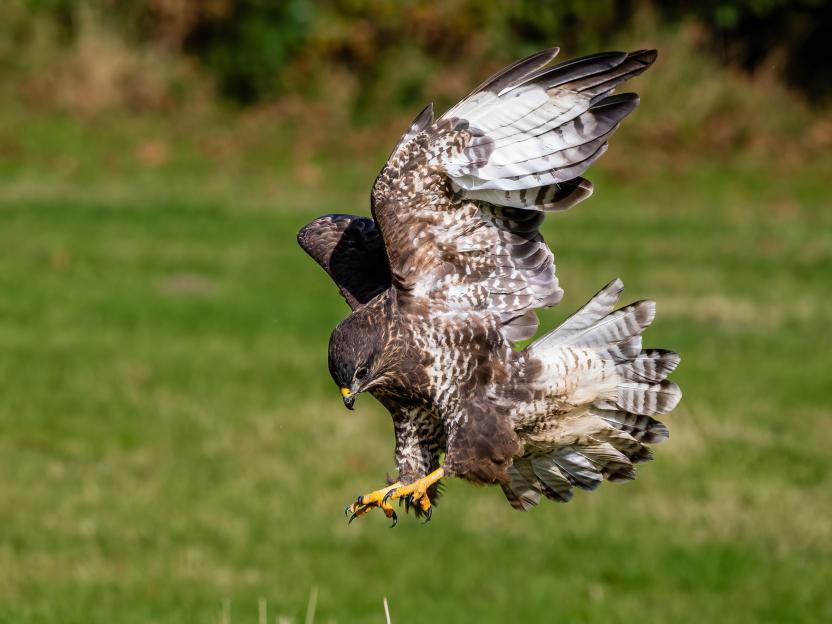A common buzzard with wings spread, talons extended, and head turned downwards for a dive or landing, with a green, blurry background.