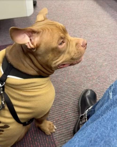 A tan bulldog in a mustard-colored sweater looking towards a person's leg.