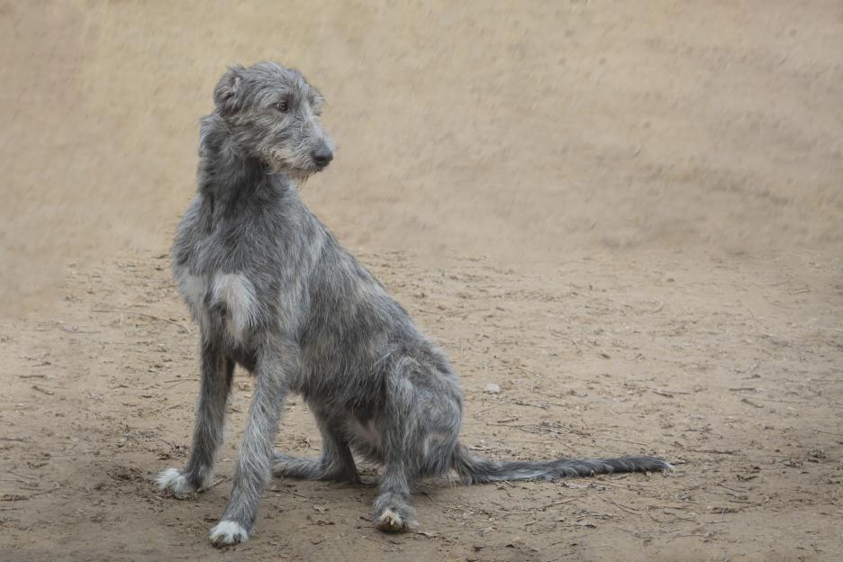An Irish wolfhound dog, sitting on a sandy field. Close-up