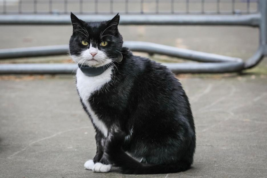 Downing Street, London, UK, 20th Mar 2019. Palmerston, the Foreign Office Cat, keeps his cool on a hectic Westminster Day. Palmerston and Larry, often known to have had tense feline relations, appear to keep their peace on a turbulent day of rather u
