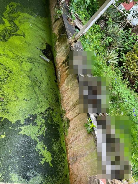 A pond covered in green algae with pixelated images of dead cats.