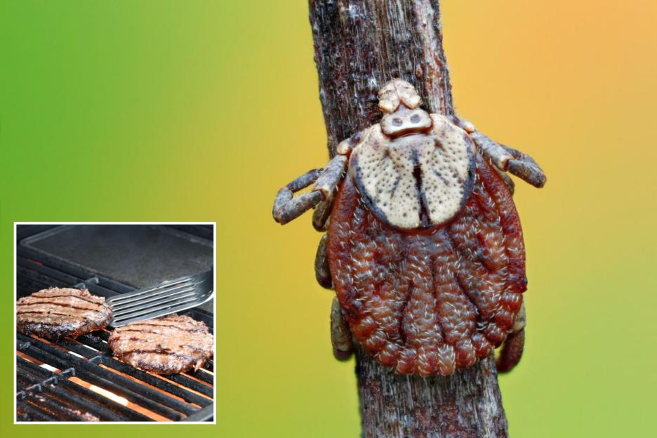 47-Year-Old Becomes First Person to Die from Eating a Burger Due to Rare Meat Allergy Triggered by Bug Bite