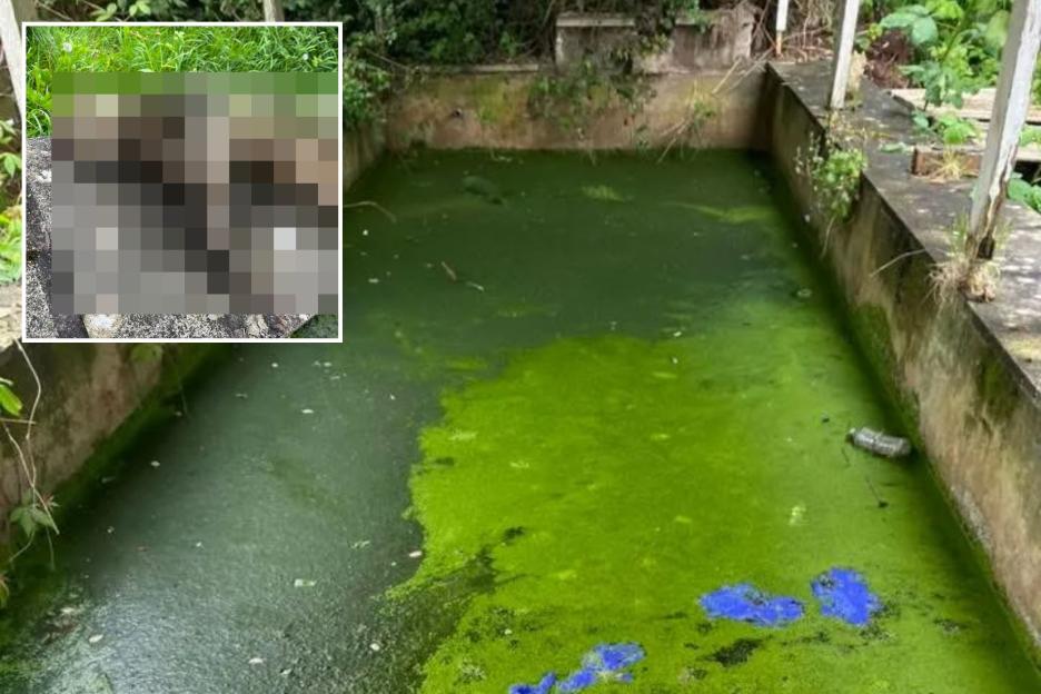 Panic Ensues as 16 Dismembered Cats Are Discovered in Abandoned House Pond, Sparking ‘Cat Killer’ Fears