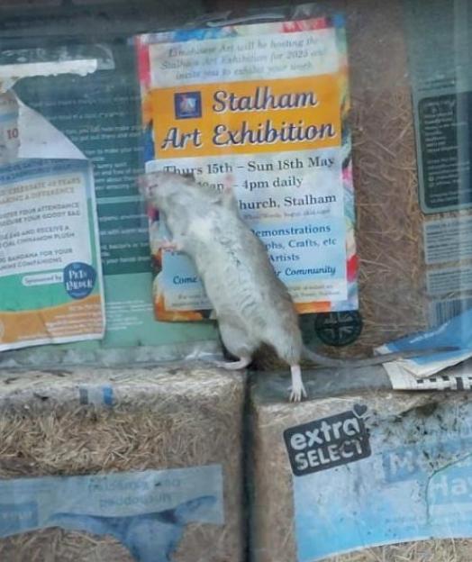 A rat stands on hay inside a pet shop, with a "Stalham Art Exhibition" poster in the background.