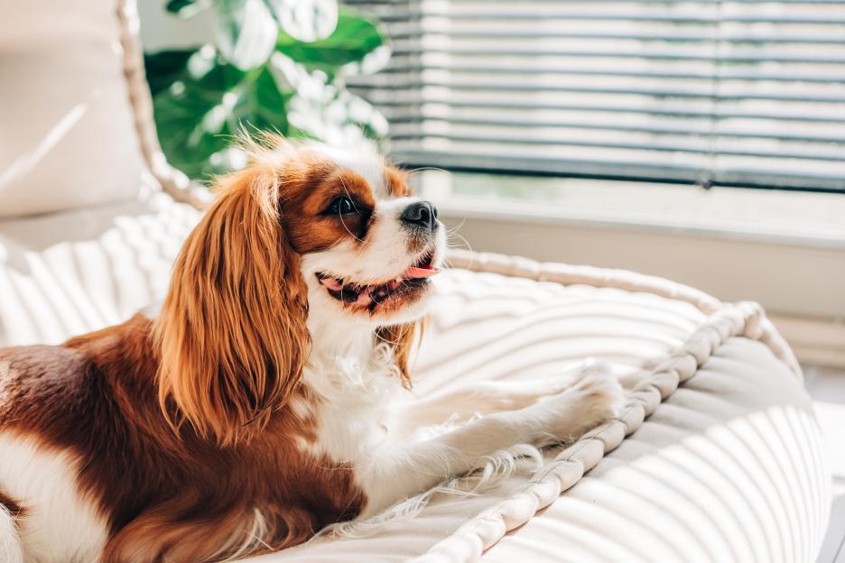 A Cavalier King Charles Spaniel resting on a dog bed.